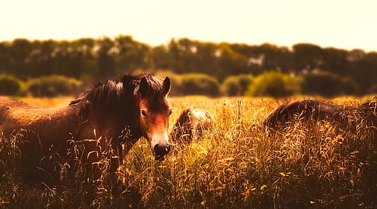 brown horses on grass field thumbnail
