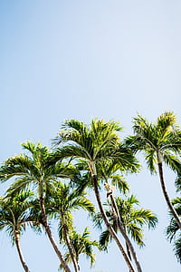 green palm trees thumbnail
