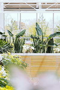 green banana leaves in shallow focus photography thumbnail
