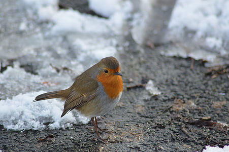 European robin thumbnail