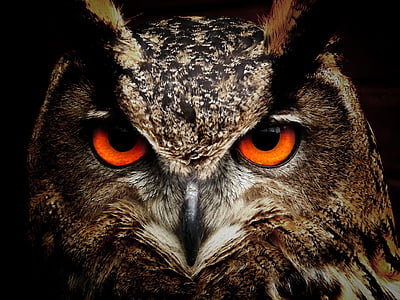 closeup photography of brown and black owl thumbnail
