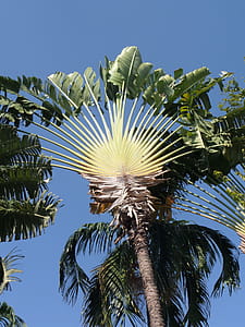 Fan palm in north Thailand thumbnail