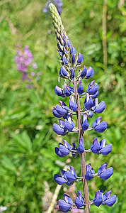 close-up photo of purple lupine flower at daytime thumbnail