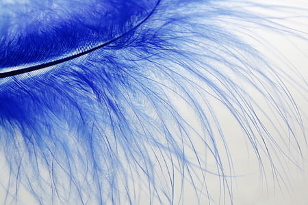 blue feather macro photography thumbnail