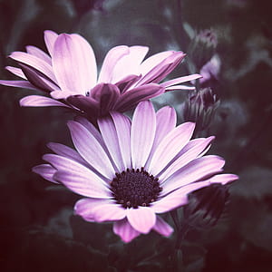 shallow focus photo of pink petaled flowers thumbnail