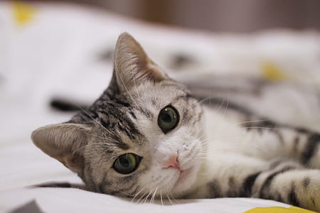 silver tabby cat lying on white textile thumbnail