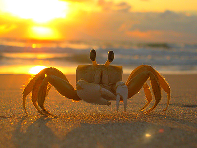 beige crab on shore during golden hour thumbnail