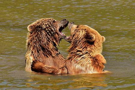 two bears fighting on water thumbnail
