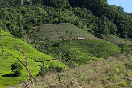 landscape, mountains, field, countryside thumbnail