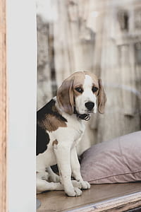 adult tri-color beagle thumbnail
