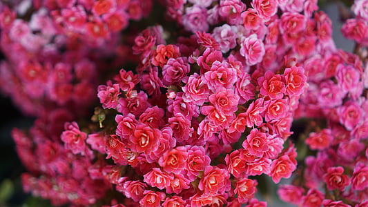 selective focus photography of red flowers thumbnail