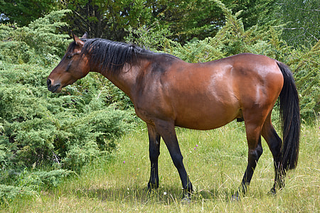 brown and black horse on top of green grass field thumbnail