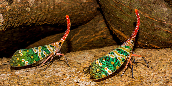 Canthigaster Cicada, Fulgoromorpha thumbnail