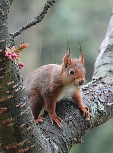 brown and white squirrel on brown tree branch thumbnail