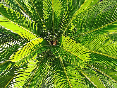 green Coconut tree thumbnail
