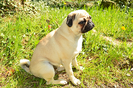adult fawn pug on green grass thumbnail