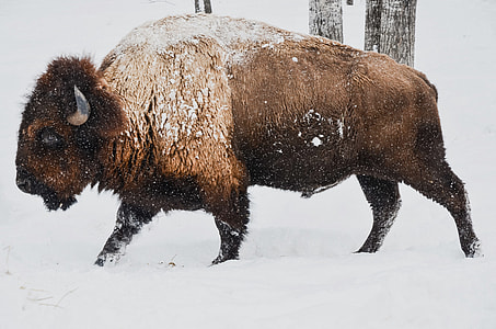 animal on snow ground thumbnail