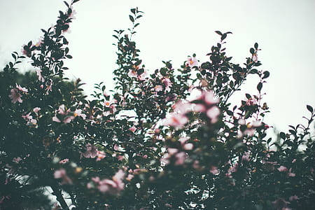 pink flowering tree at daytime thumbnail