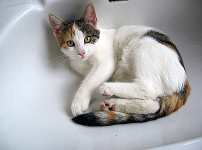 calico cat resting on white sink thumbnail