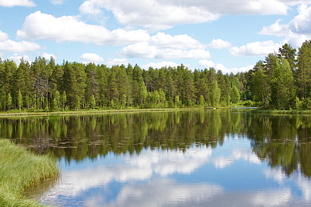 view of forest and river thumbnail