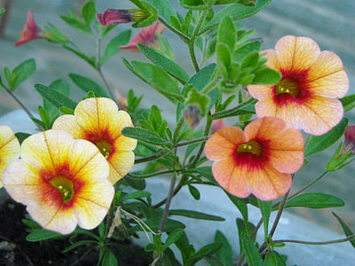beige petaled flowers thumbnail
