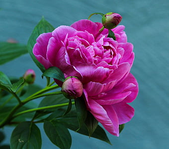 pink flower thumbnail