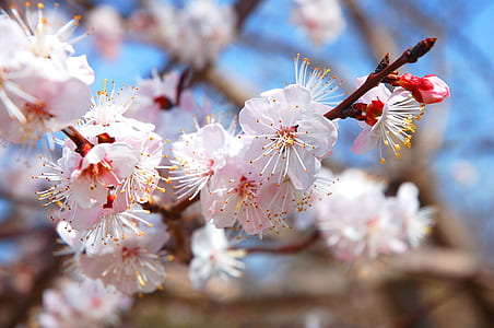 selective focus photography of white petaled flowers thumbnail