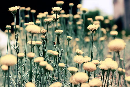 shallow focus photography of dandelions thumbnail