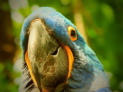 close-up photography of blue and gray parrot thumbnail