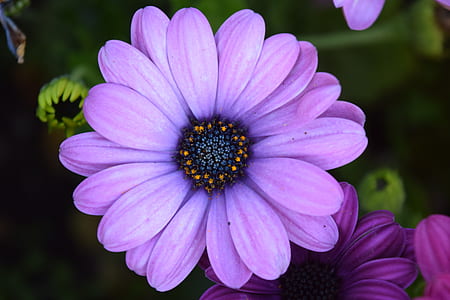 close-up photo of purple petaled flower thumbnail
