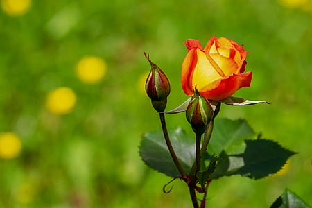 macro photography of yellow and red rose thumbnail