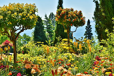 field of flowers near body of water thumbnail