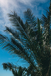 Green palm tree thumbnail