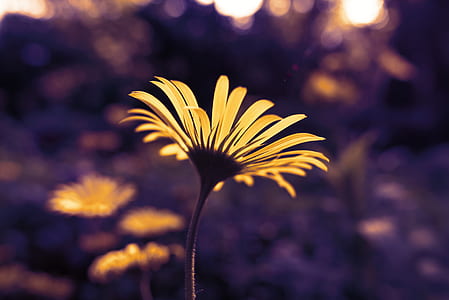 yellow and black flower in shallow focus photography thumbnail