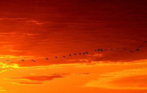 silhouette of birds flying on sky during sunset thumbnail