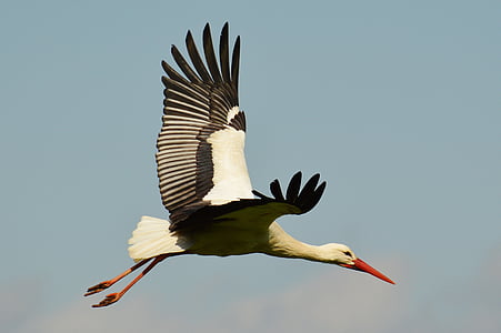 white stork flying during daytime thumbnail