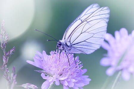 white butterfly on purple petaled flower thumbnail