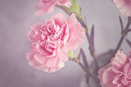 pink petaled flower thumbnail