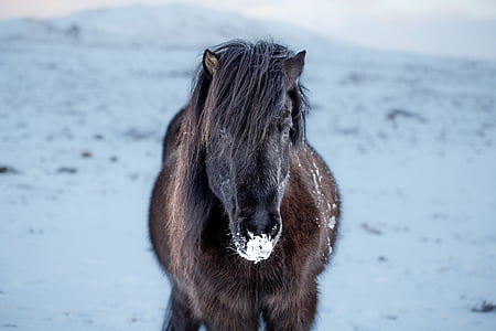 brown and black horse thumbnail