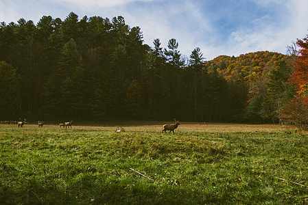 wildlife photography of deer surrounded with trees thumbnail