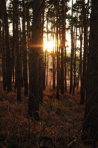 trees under sunset thumbnail