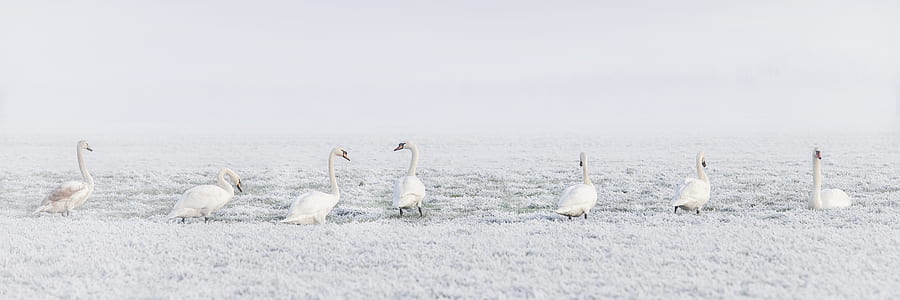 seven swan on body of water thumbnail