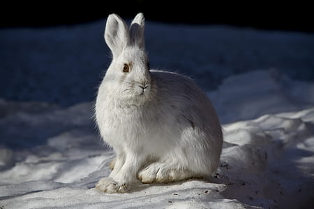 white rabbit on snowy surface macro photography thumbnail