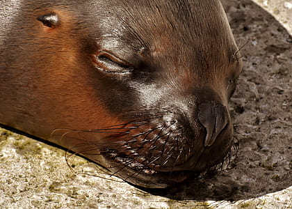 close-up photography of brown sea lion sleeping thumbnail
