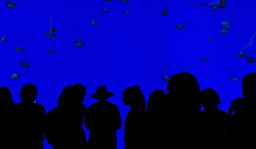 silhouette photography of people thumbnail