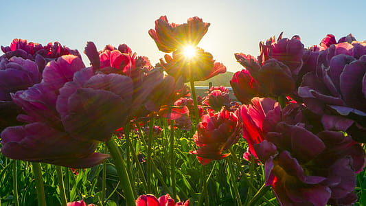 Red Flower Fields thumbnail