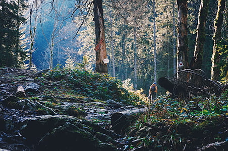 person walking at the forest thumbnail
