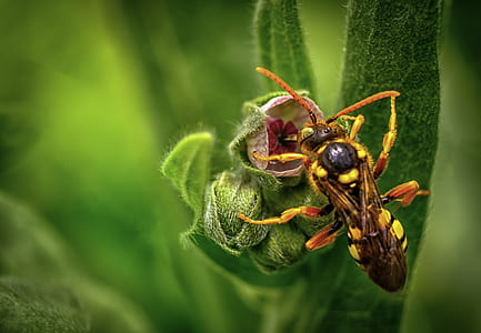 yellow and black wasp perching on unbloom flower at daytime thumbnail