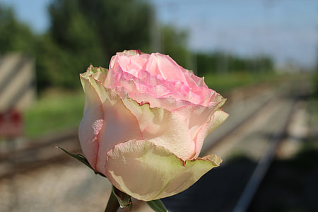 White Pink Rose, Rail Crossing thumbnail
