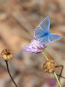 common blue butterfly on pink carnation flower during daytime thumbnail